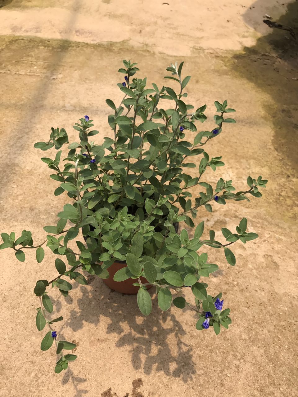 兰心花130#H30 G25