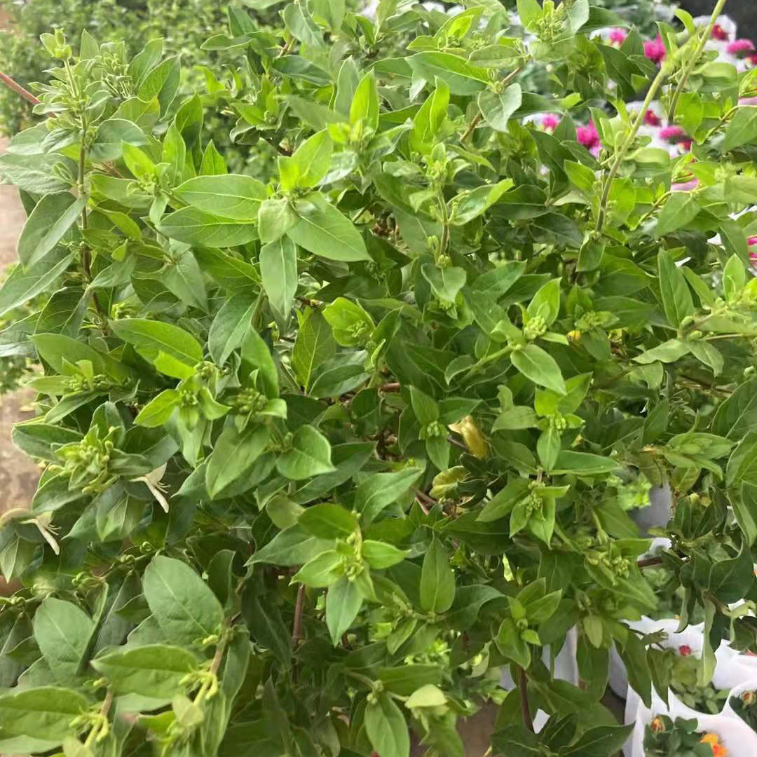 金银花