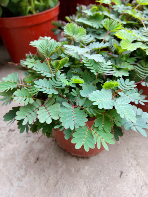 含羞草