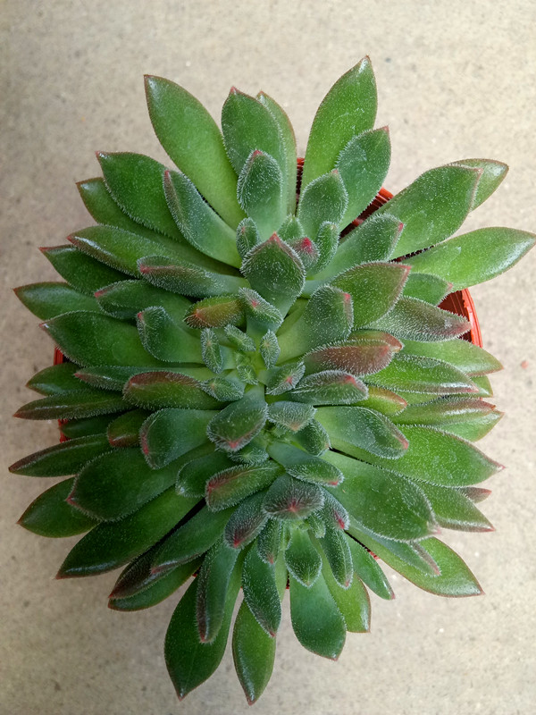 红唇
