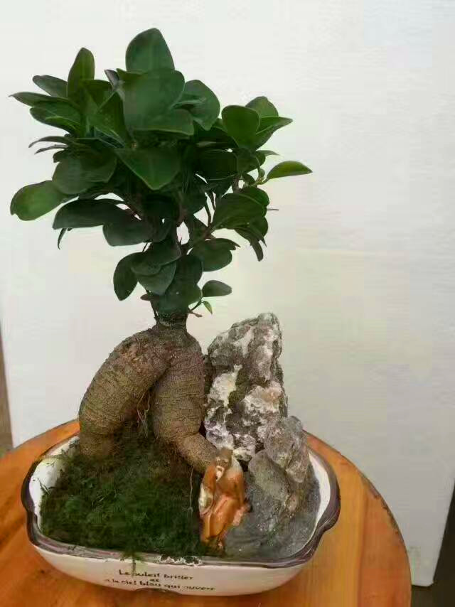 人参榕盆景（白盆）