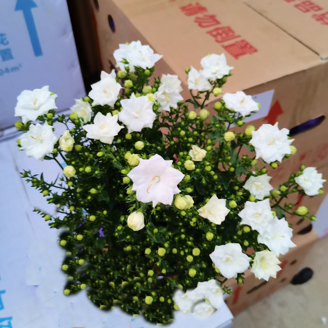 重瓣风铃花
