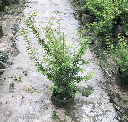 香水合欢 地被苗