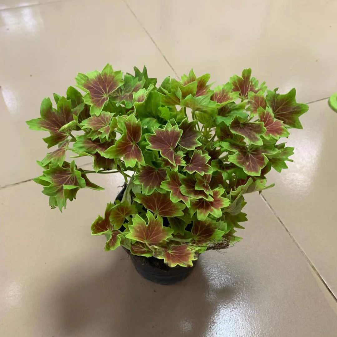 枫叶天竺葵