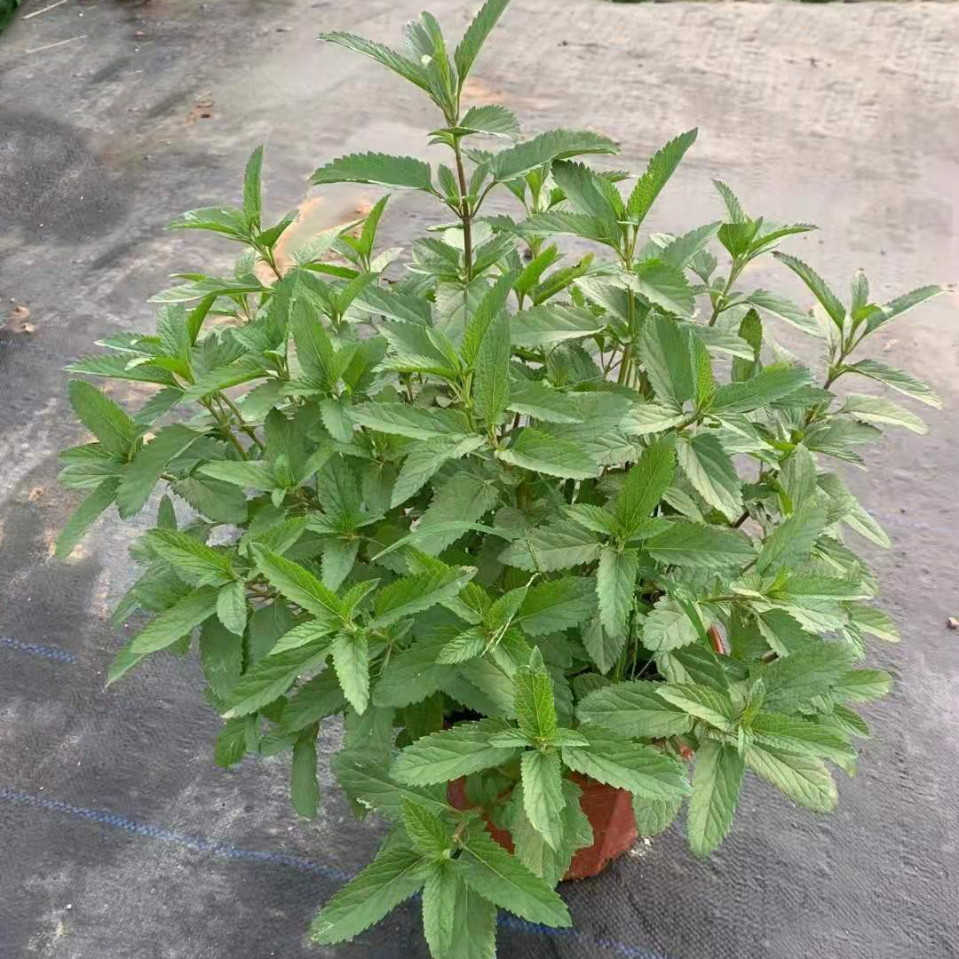 天蓝鼠尾草230#