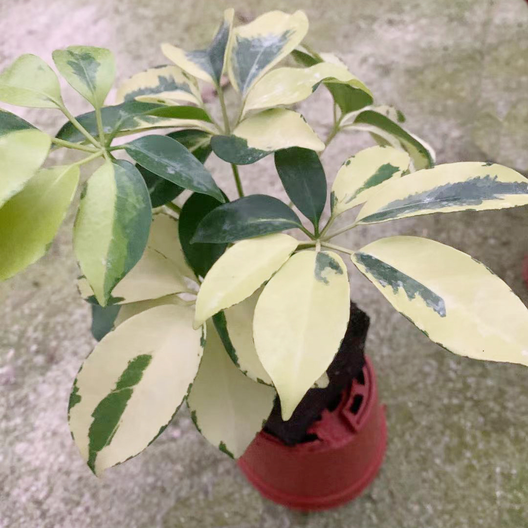 各种泡棉植物