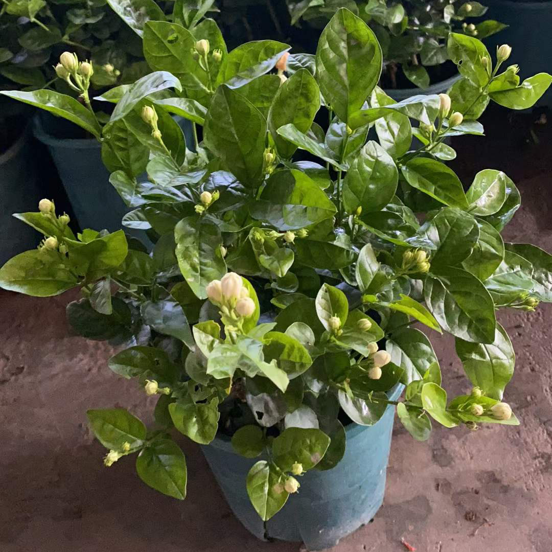 茉莉花