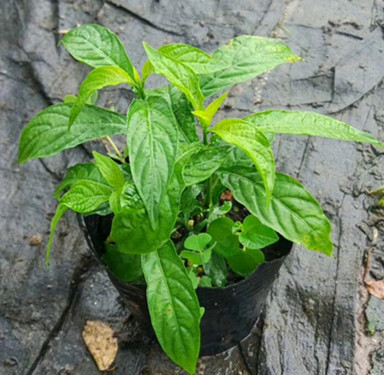 黄虾花