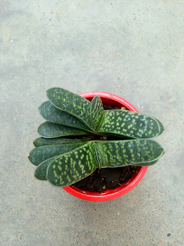 奶油子宝