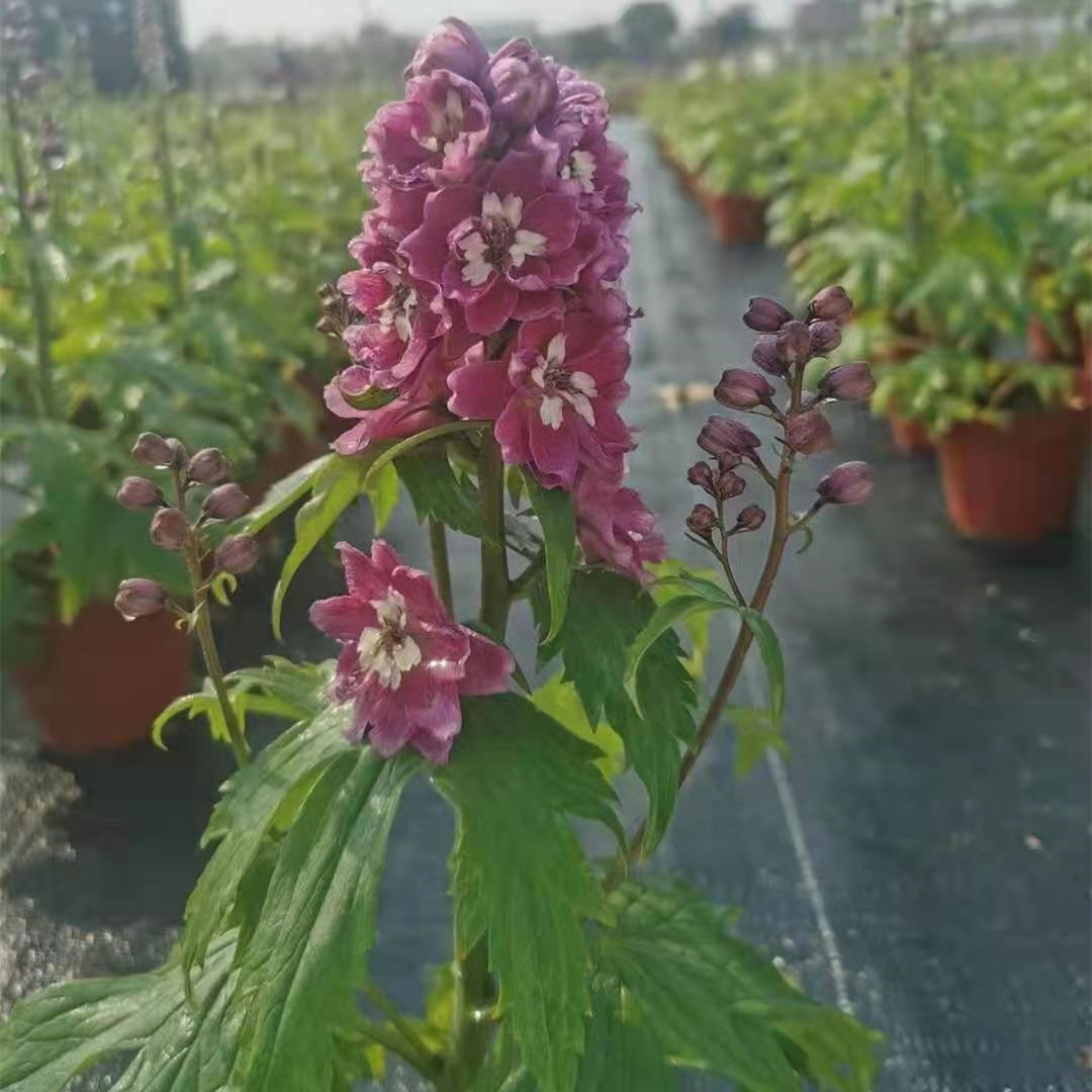 大花飞燕草160#
