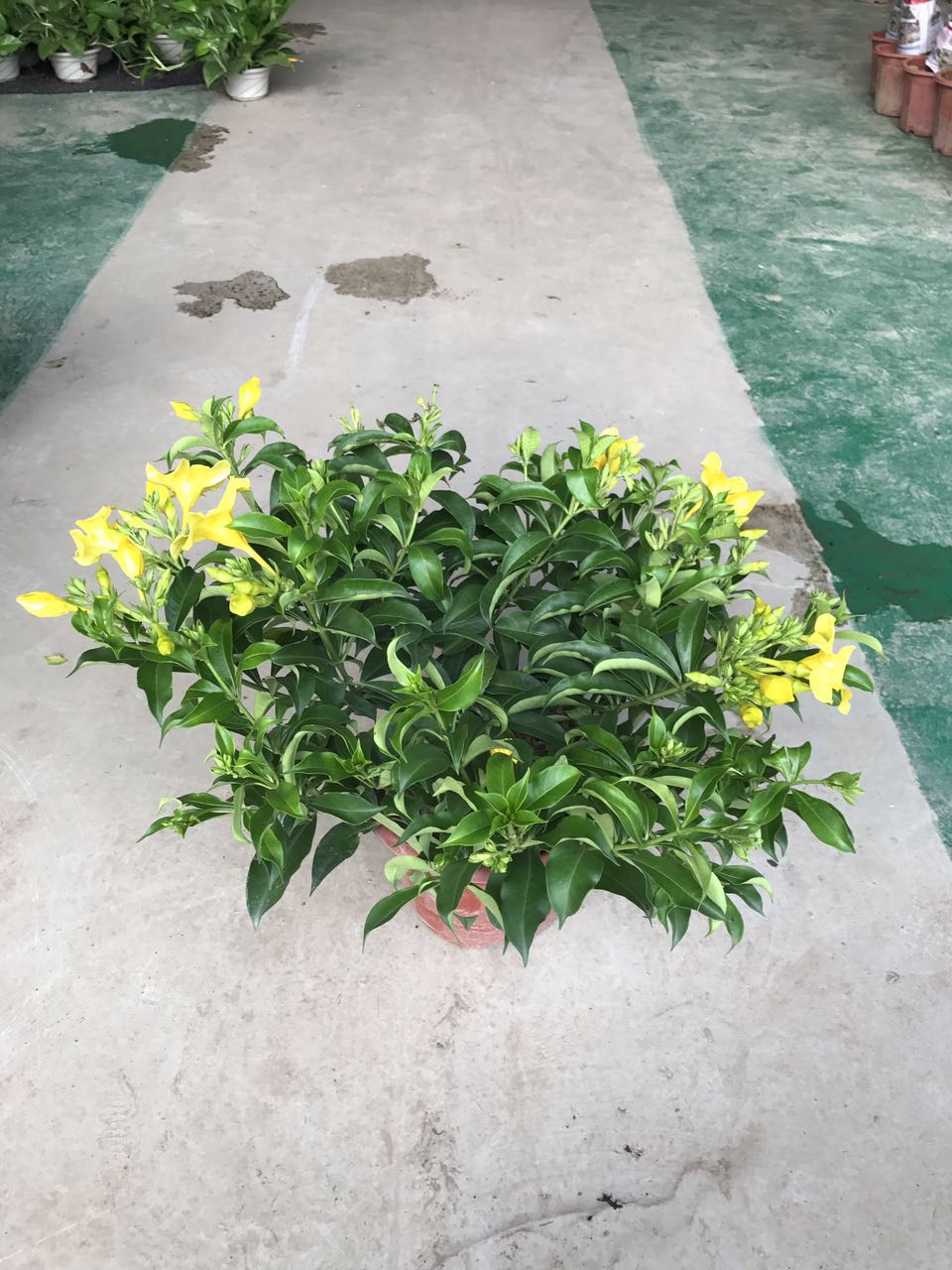 黄蝉H35 G60