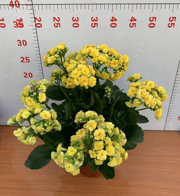 长寿花 各种颜色 各种规格