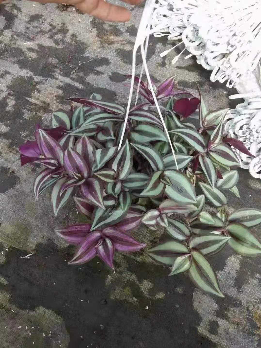 吊竹梅