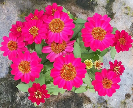荷兰菊