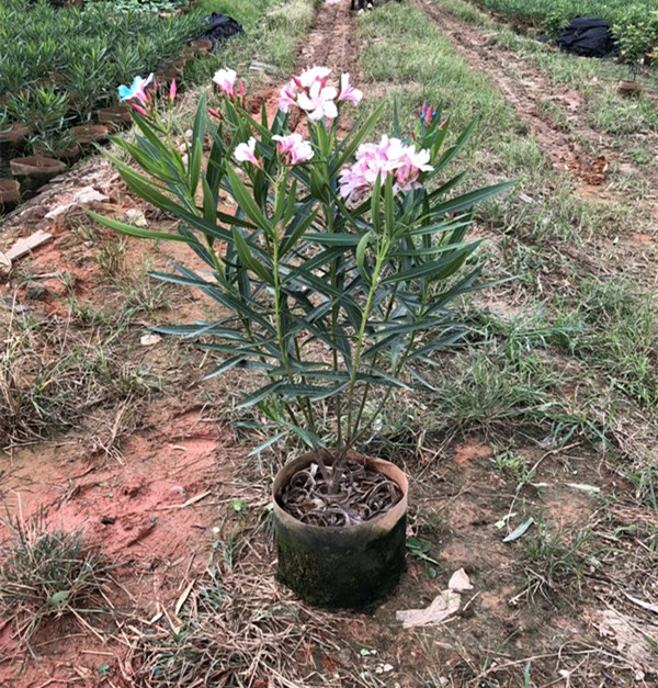 粉花夹竹桃（袋苗）