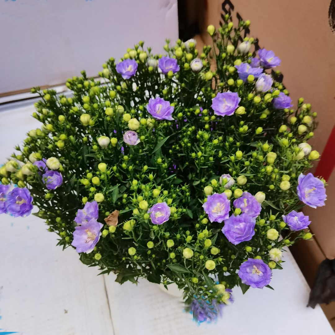 重瓣风铃花