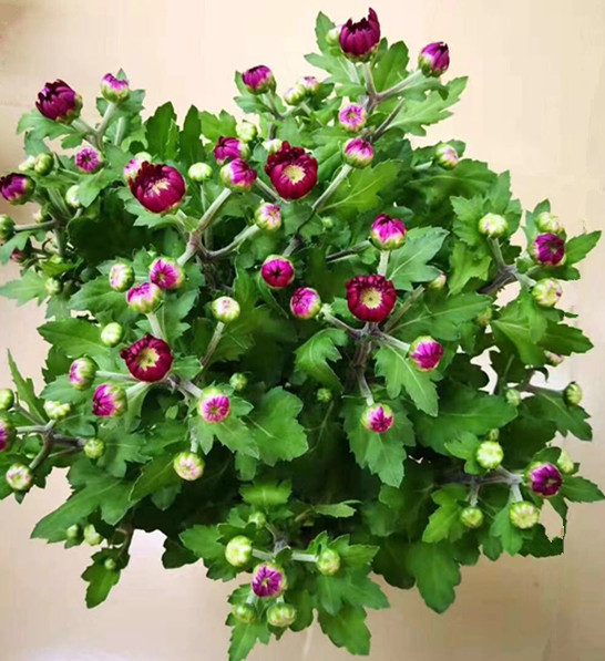 美人菊