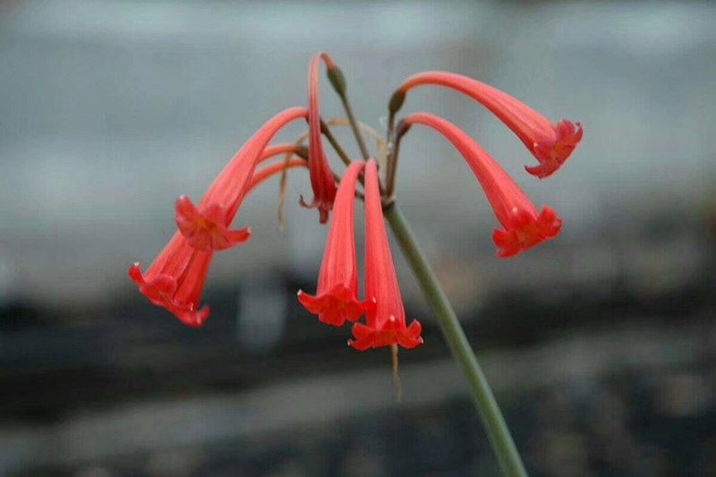 山丹丹花种苗