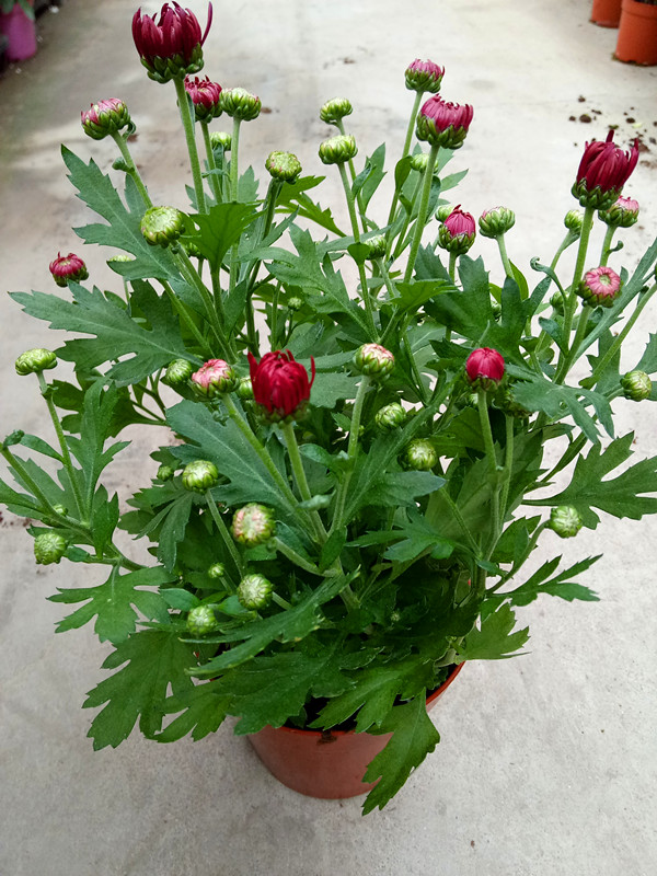 荷兰菊