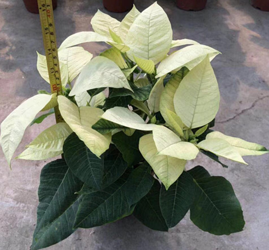 圣诞花（一品红）