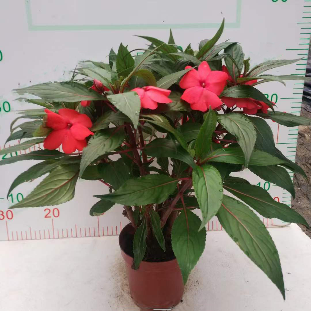 凤仙花