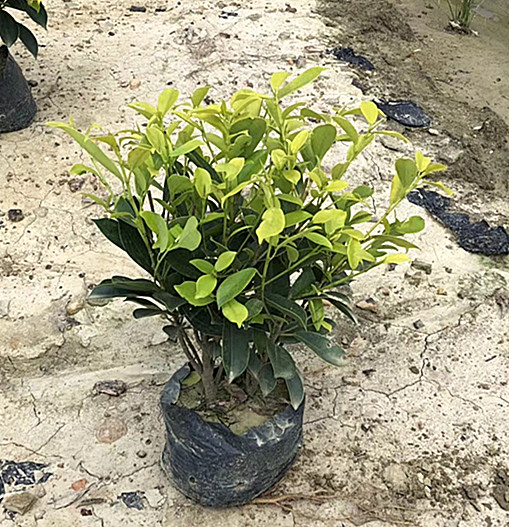 黄榕（7斤袋）高30公分 冠幅25-30公分
