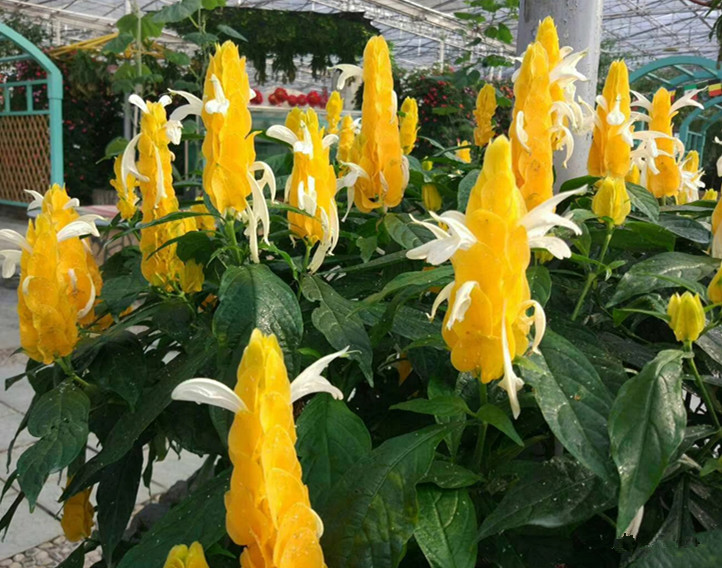 黄虾花