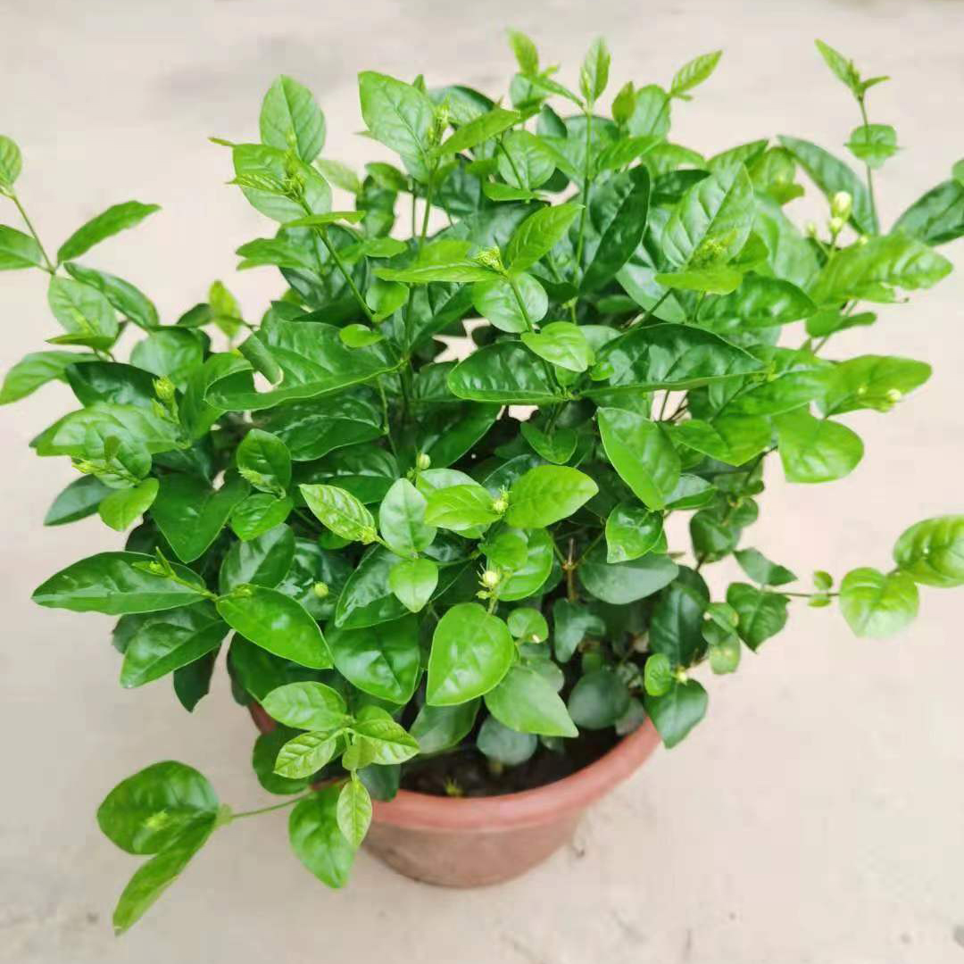茉莉花