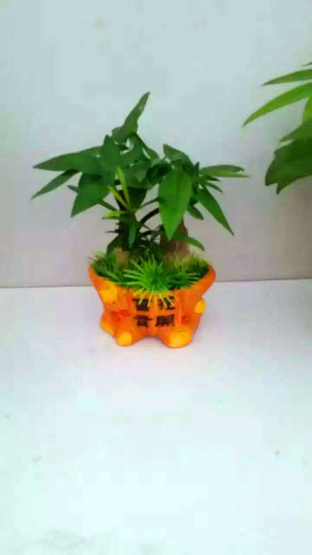 发财树单孔（瓷盆）