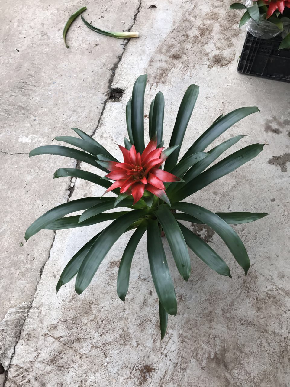 丹尼斯H60 G60