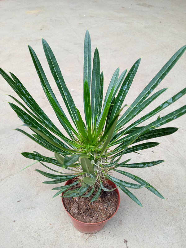 霸王树