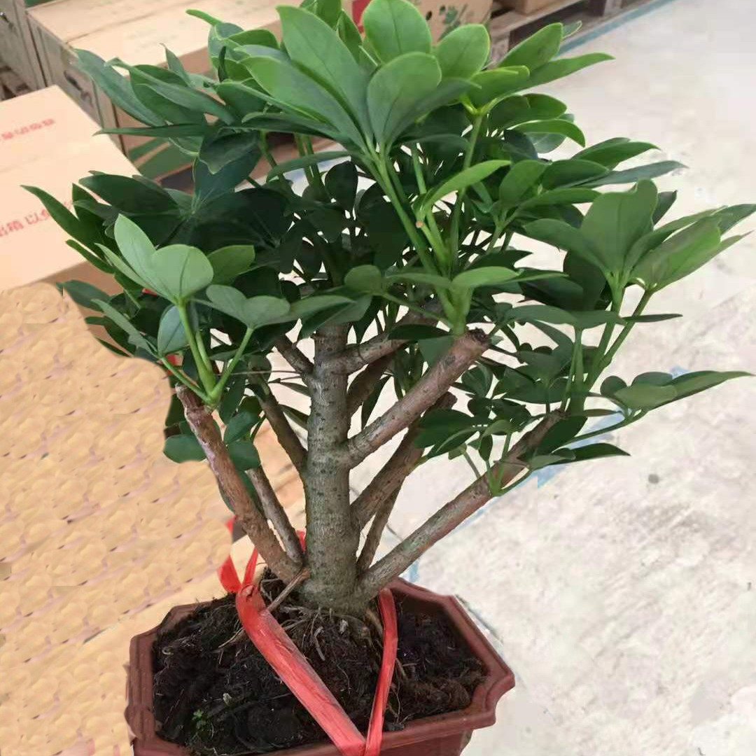 鸭脚木