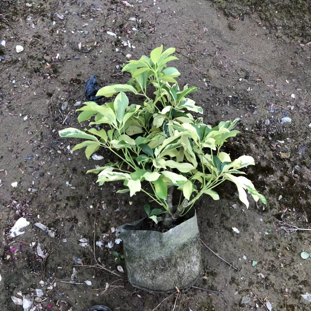 花叶澳洲鸭脚木