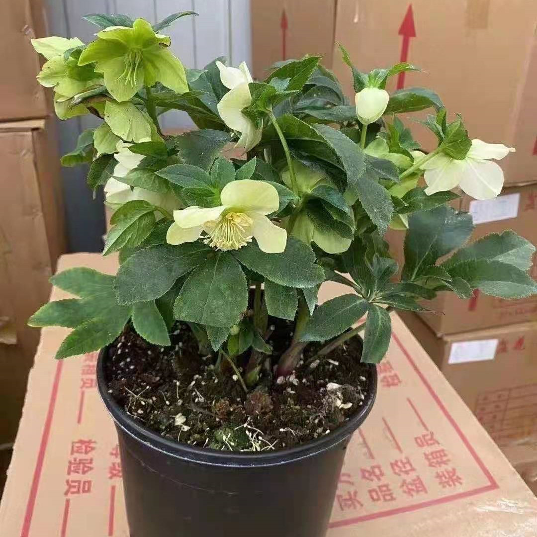 重瓣铁快子1加仑盆