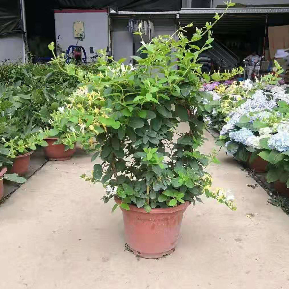 金银花