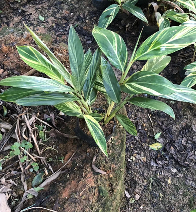 花叶姜（7斤袋）