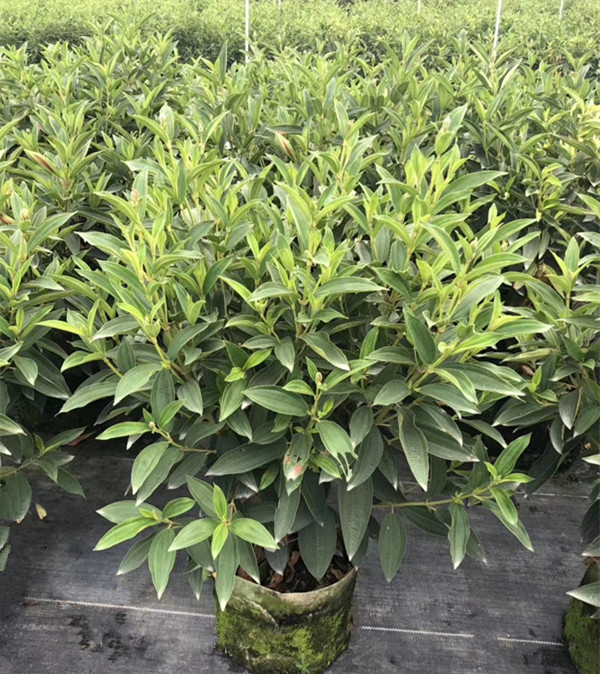 紫茎紫牡丹