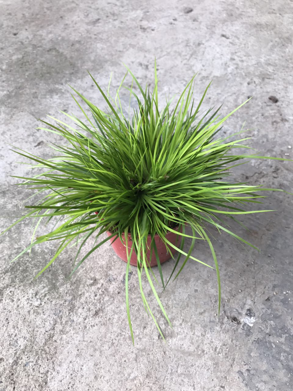 龙须菖蒲110#