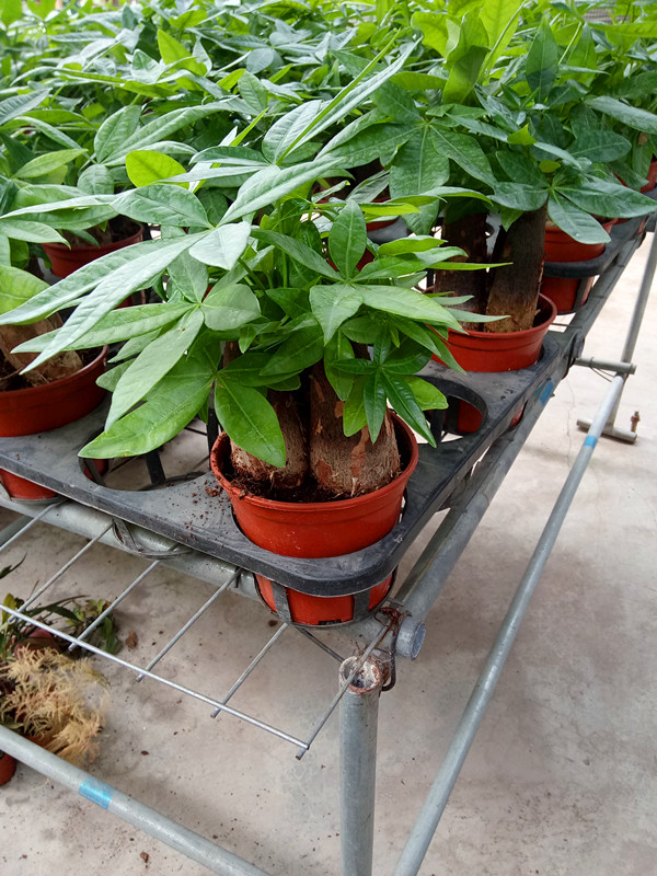 三株发财树