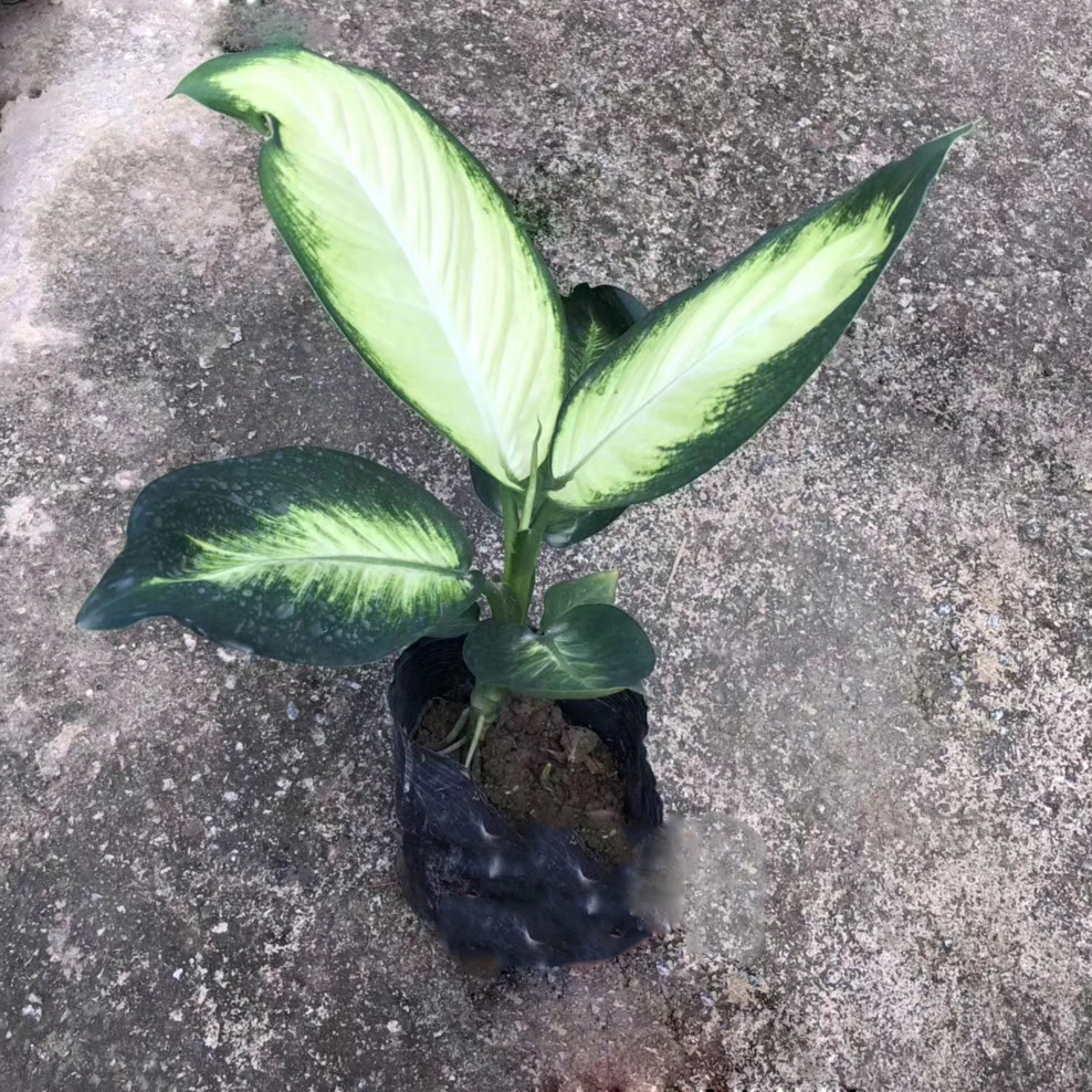 玛丽安（七斤袋）