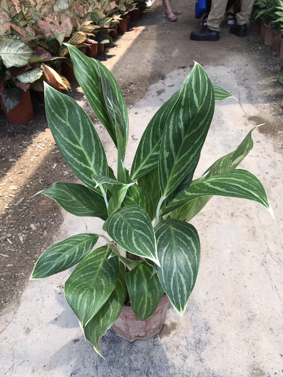 白雪公主 （H55 G45）