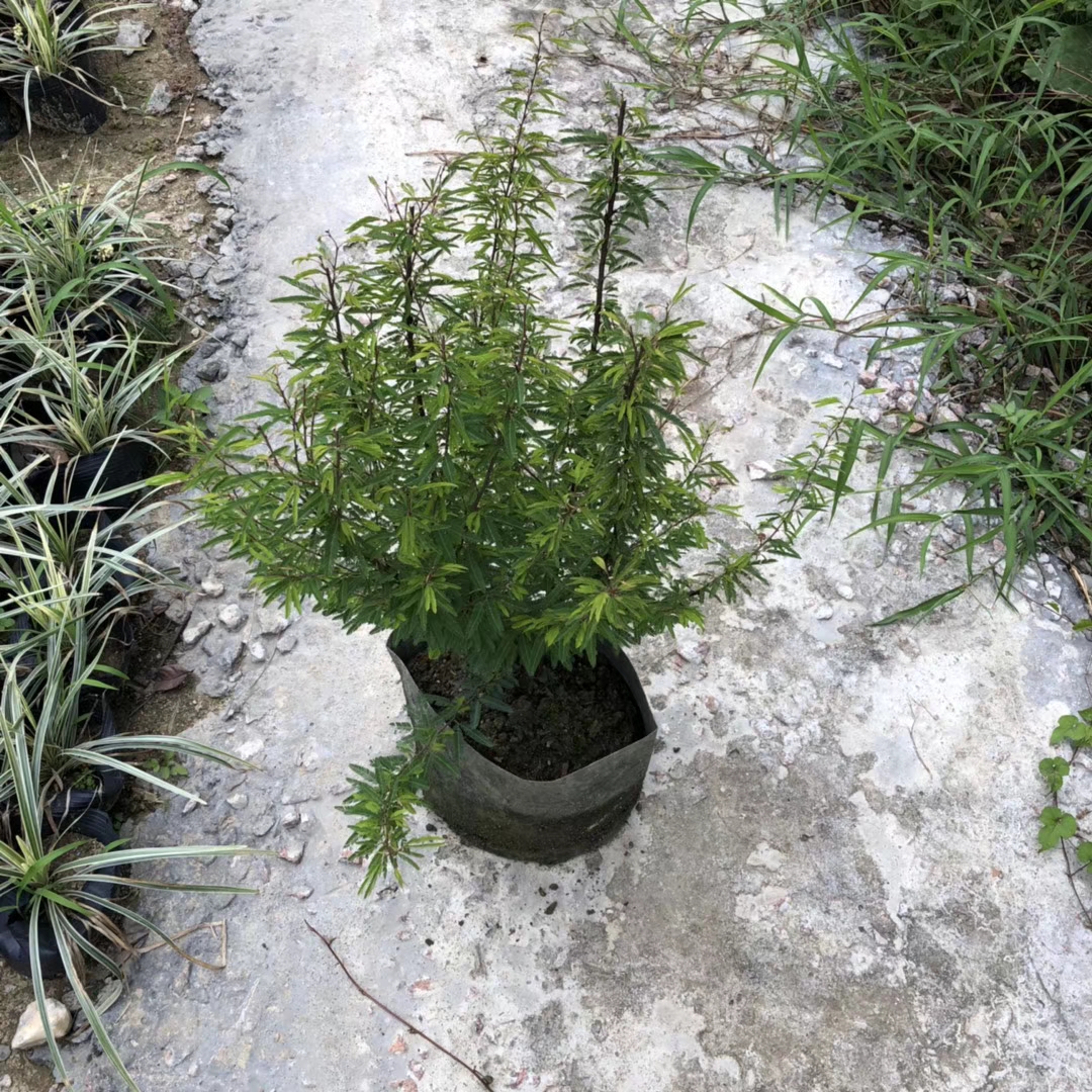 香水合欢 高50-60公分