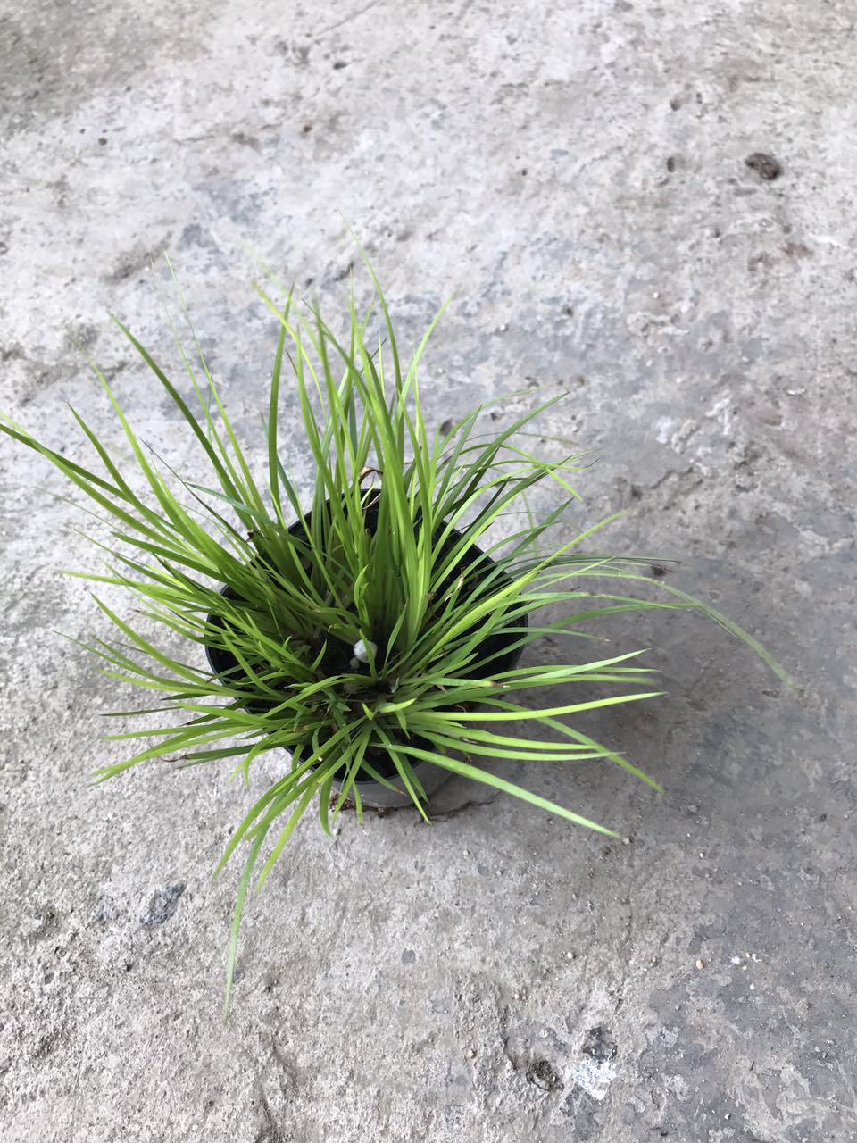 龙须菖蒲110#