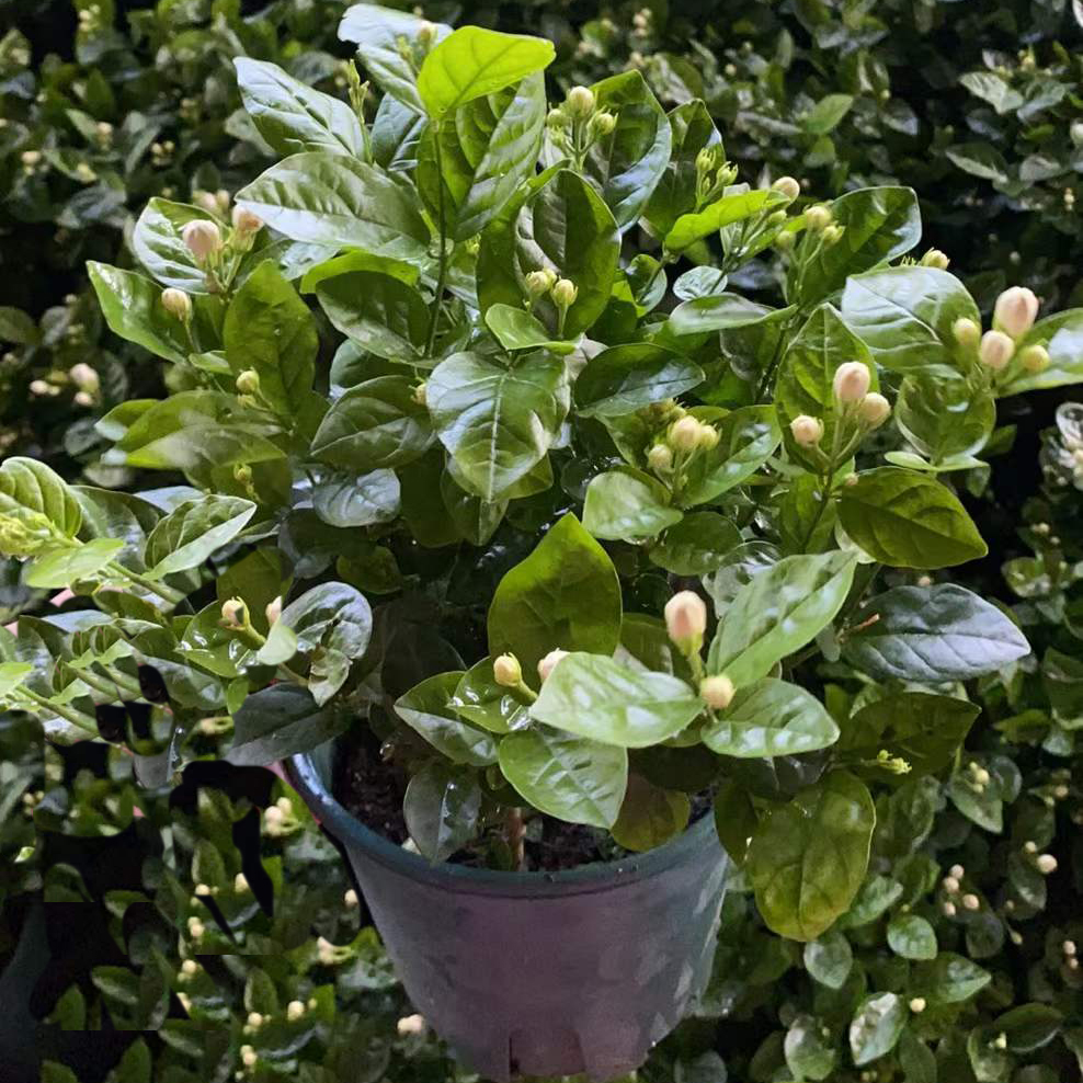 茉莉花