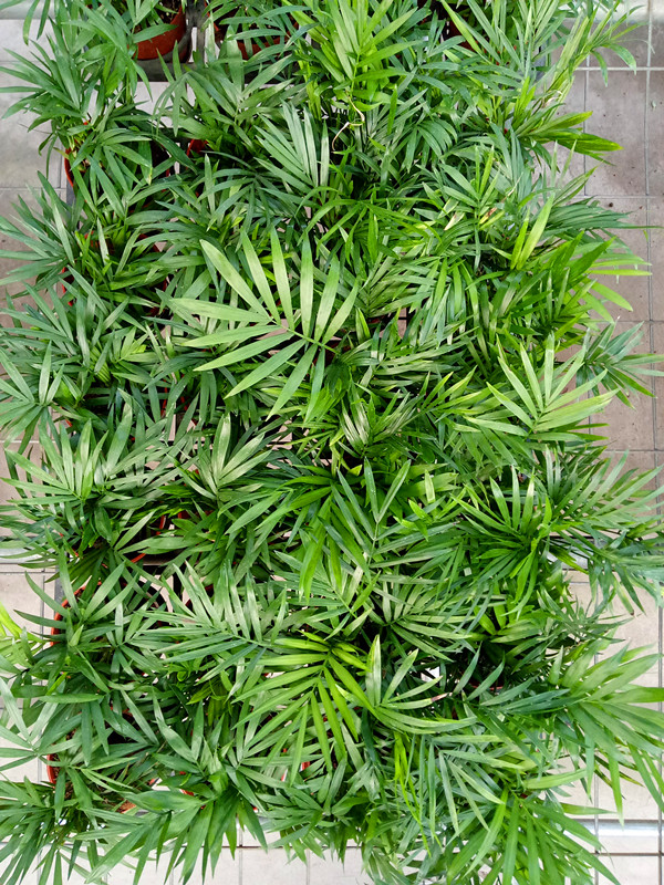袖珍椰子