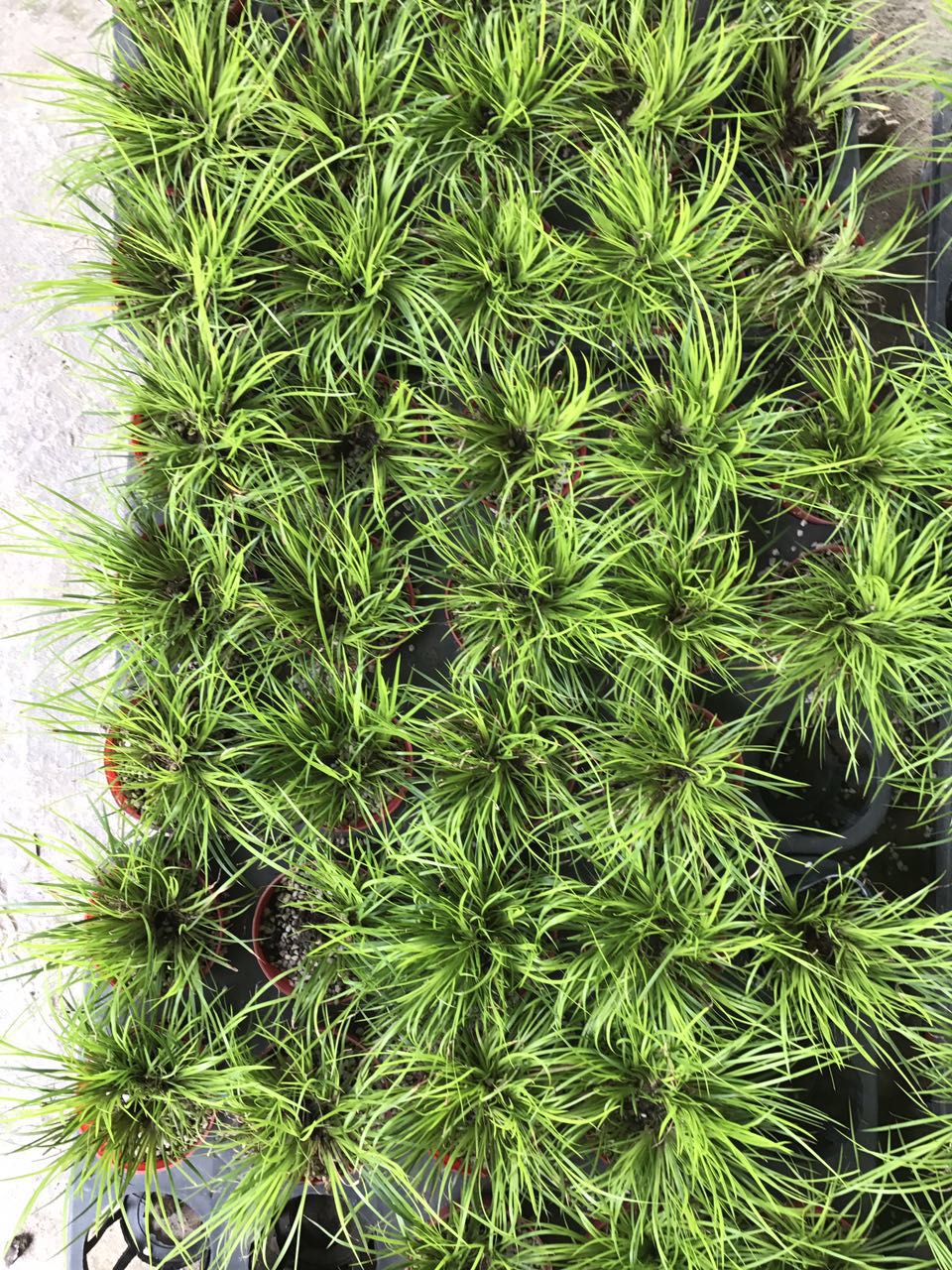龙须菖蒲110#