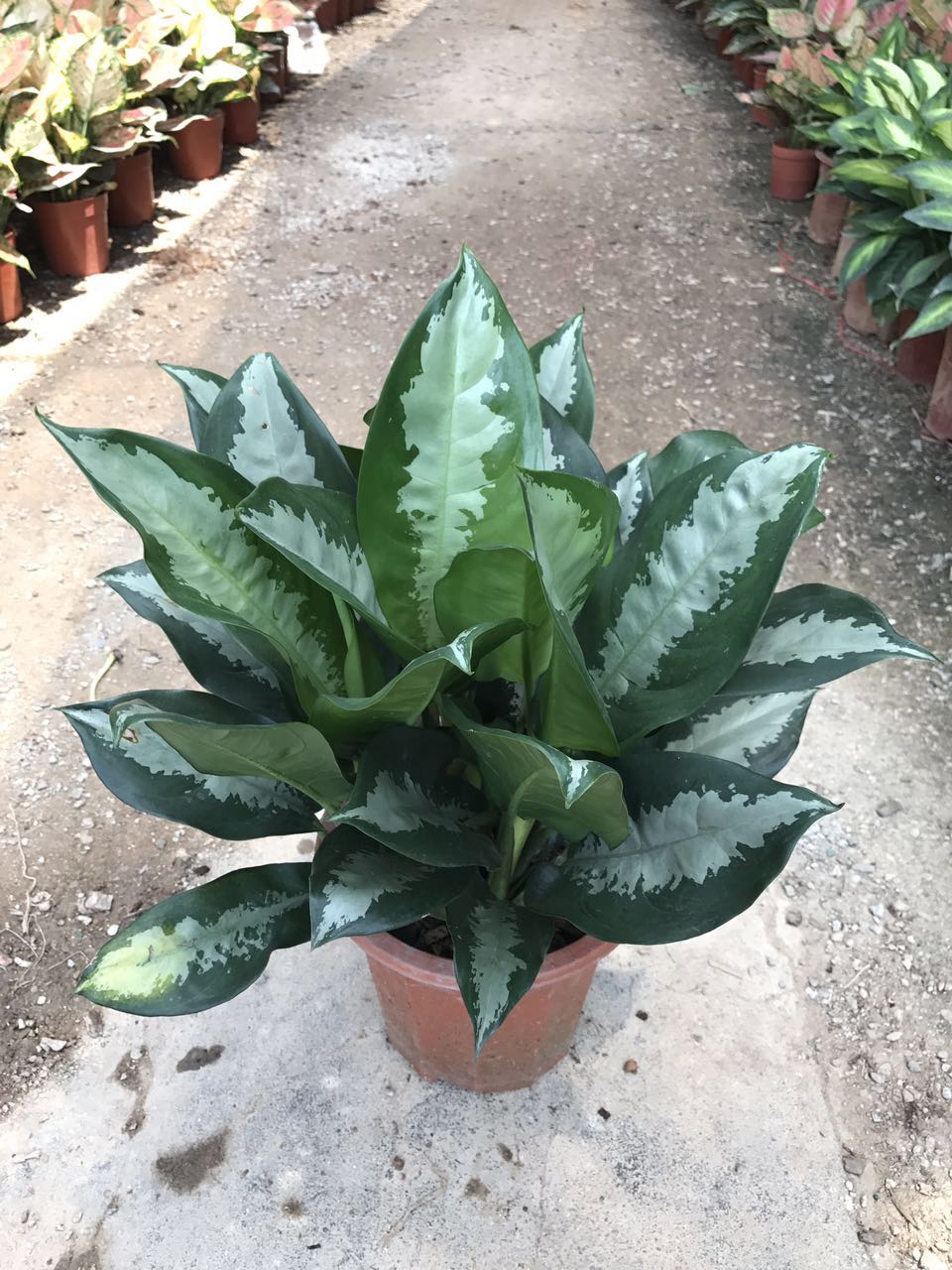 雅丽皇后
