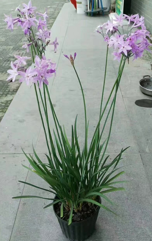紫娇花