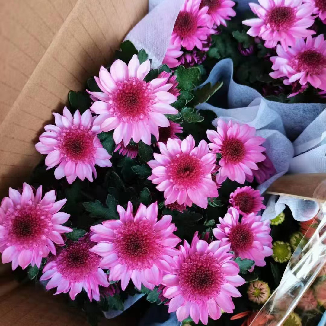 荷兰菊150#