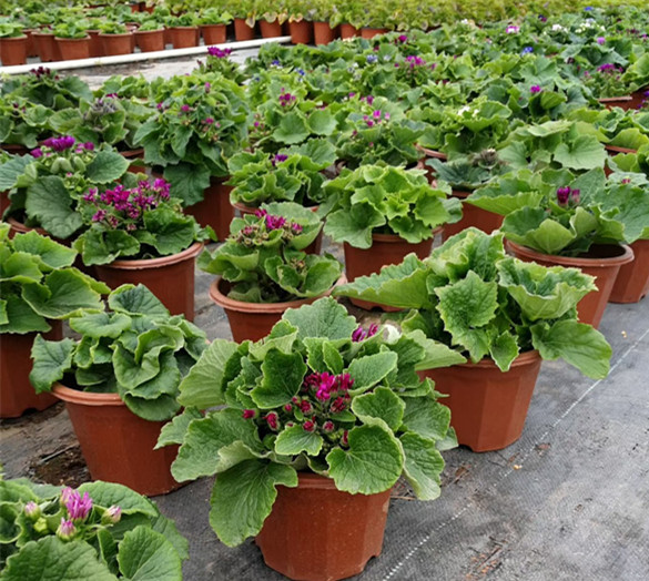 富贵菊（瓜叶菊）